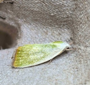 The **Cream-bordered Green Pea (Earias clorana)** is a small but striking moth, easily recognized by its vivid green wings edged with creamy white. Found near wetlands and damp meadows, its larvae feed on willow and poplar catkins. A delicate gem often seen from May to August.
This is the first time I've ever encountered this species